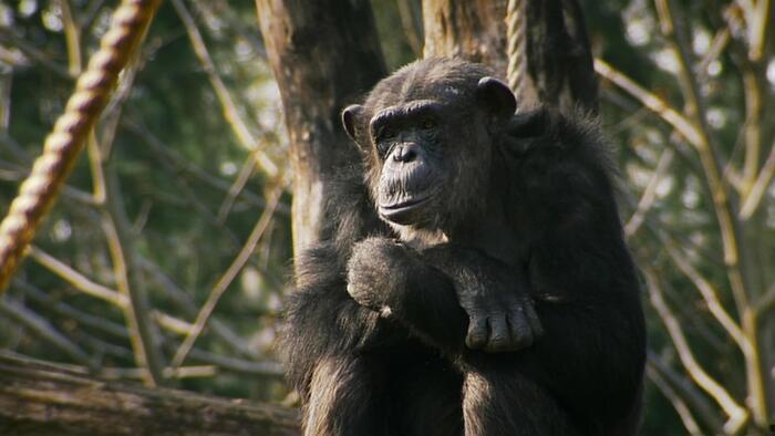 Une vie de chimp'